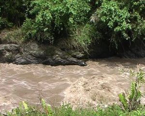 Повінь на річці в Еквадорі. Вода коричнева, бо швидкий потік переносить багато осаду