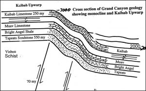 Схема монокліналі (вигину знизу вгору) в Гранд-Каньйоні показує, що він був піднятий вертикально приблизно на 5000 футів, або одну милю. Адаптовано з «Молодої Землі» Д-ра Джона Морріса