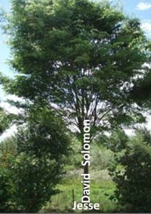 Зображення Ісаєю Династії у вигляді дерева